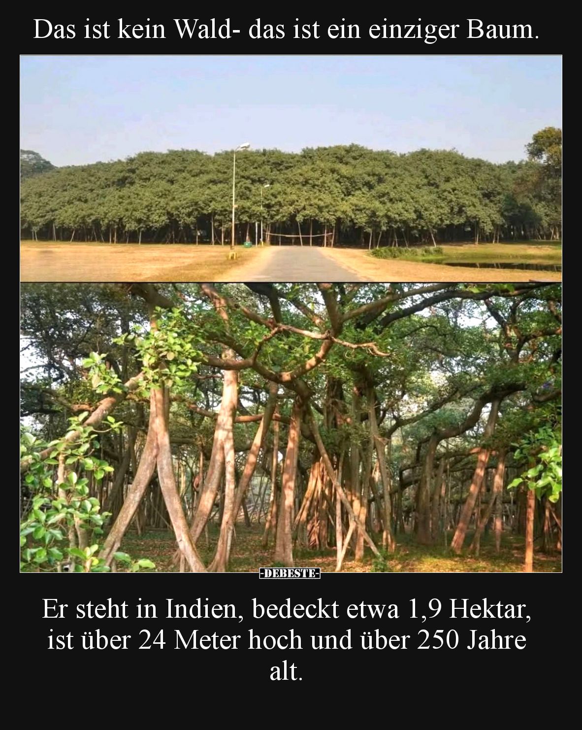 Das ist kein Wald- das ist ein einziger Baum.

Er steht in Indien, bedeckt etwa 1,9 Hektar, ist über 24 Meter hoch und über...