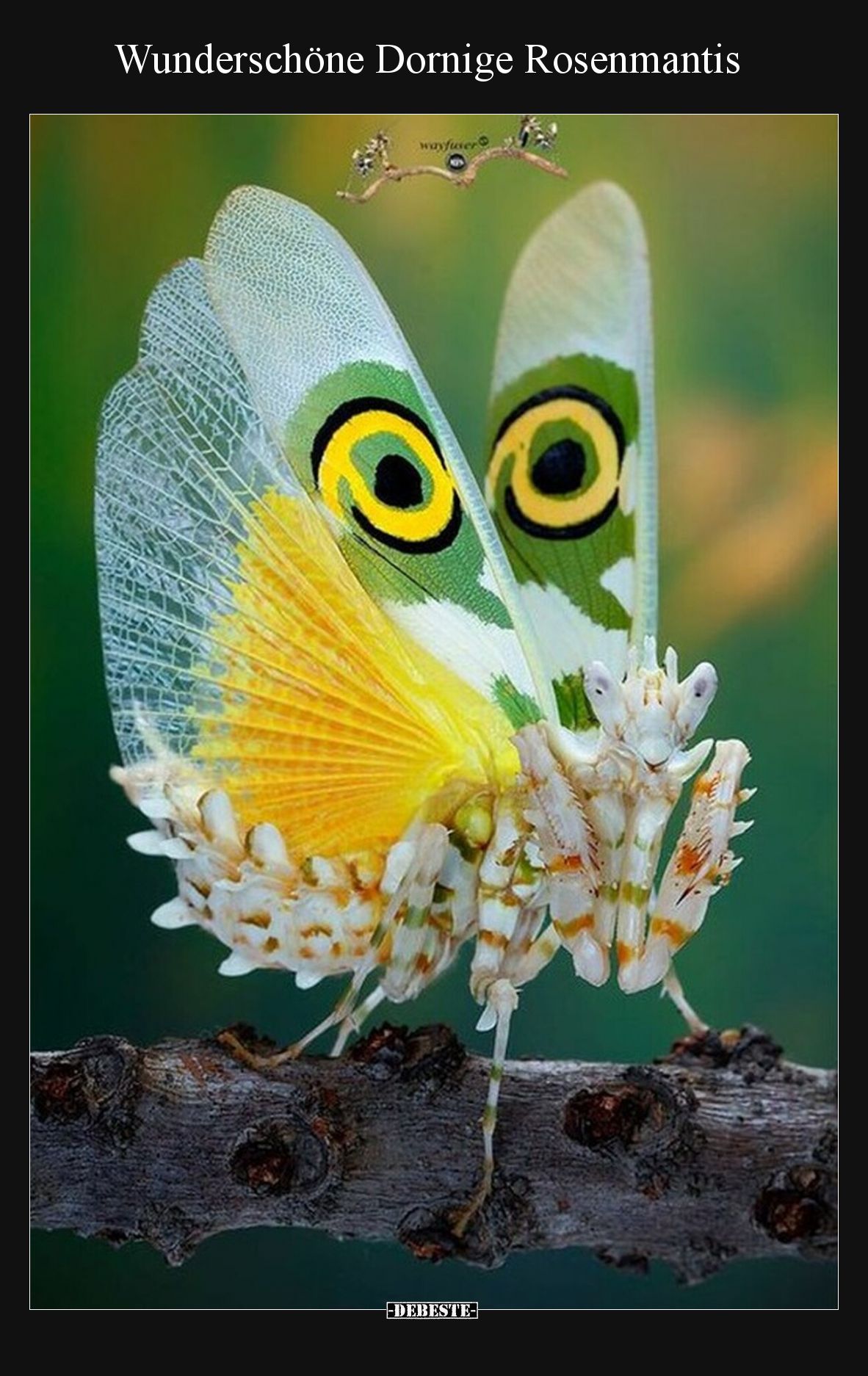 Wunderschöne Dornige Rosenmantis