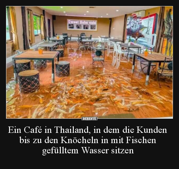 Ein Café in Thailand, in dem die Kunden bis zu den.. - Lustige Bilder | DEBESTE.de