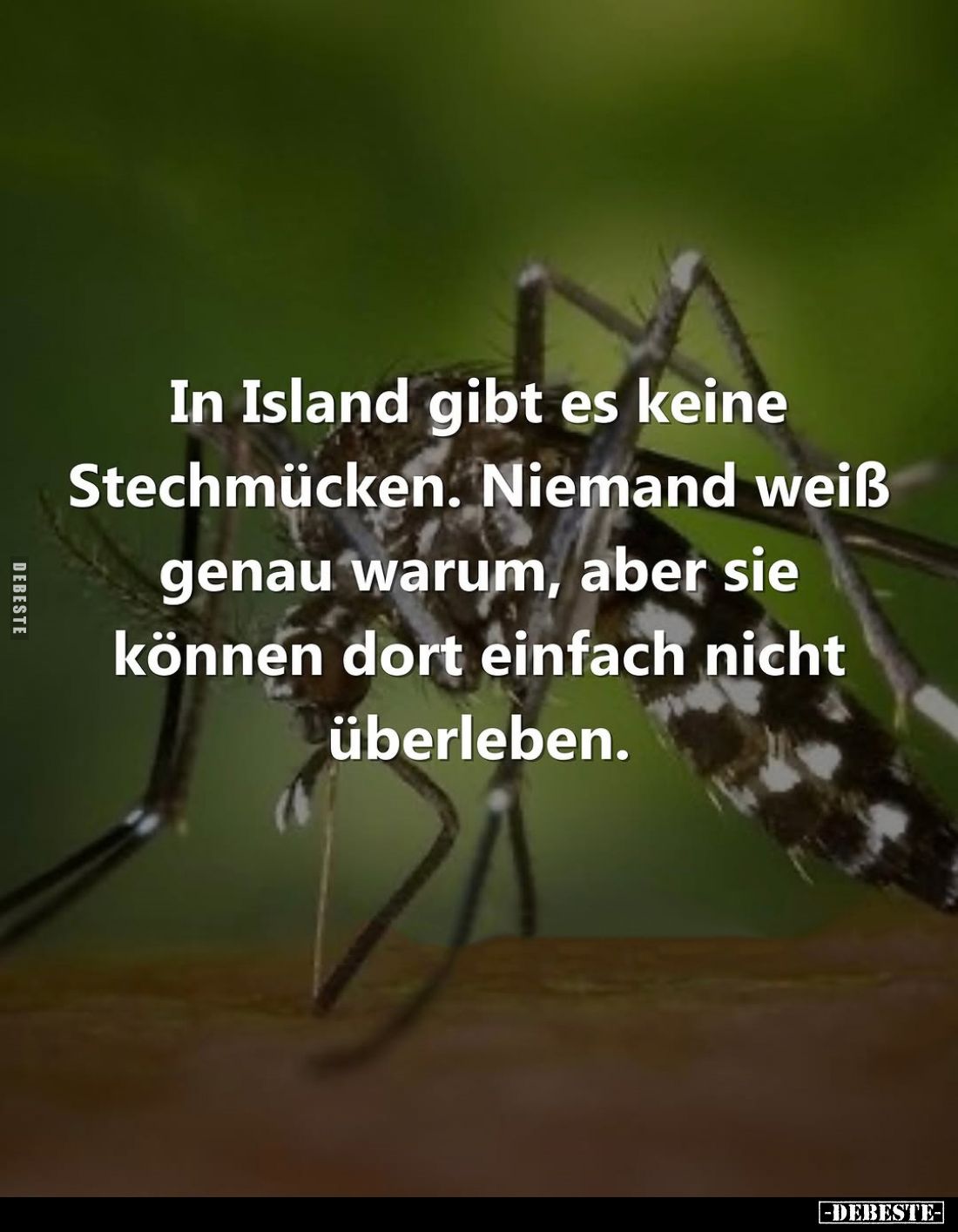 In Island gibt es keine Stechmücken. Niemand weiß genau warum, aber sie können dort einfach nicht überleben.
