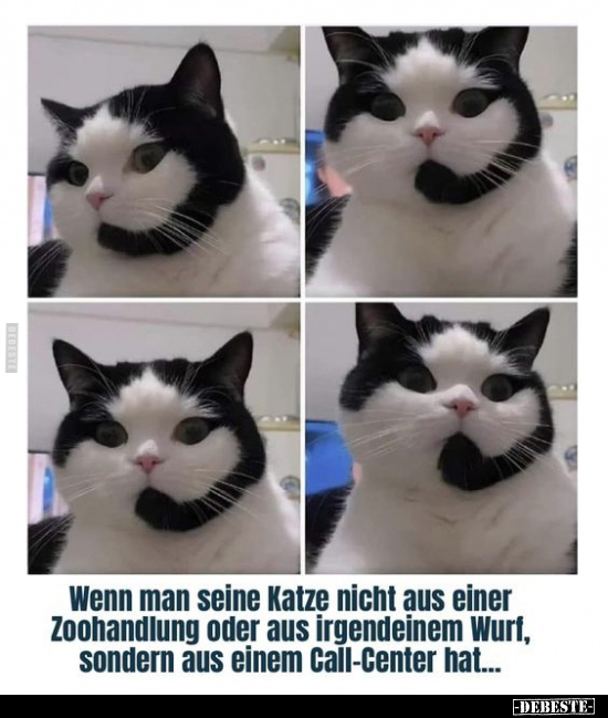 Wenn man seine Katze nicht aus einer Zoohandlung oder aus.. - Lustige Bilder | DEBESTE.de