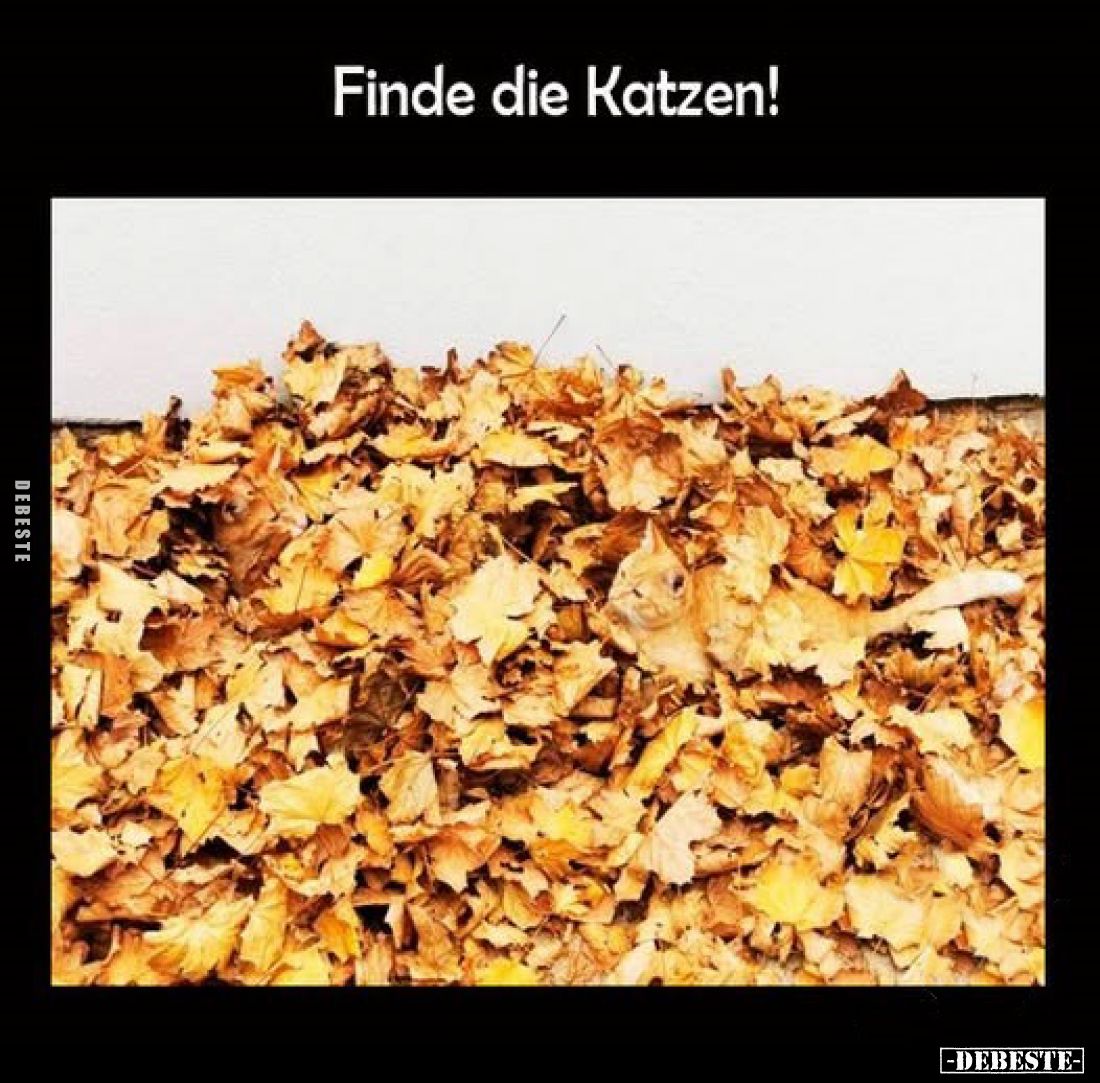 Finde die Katzen!