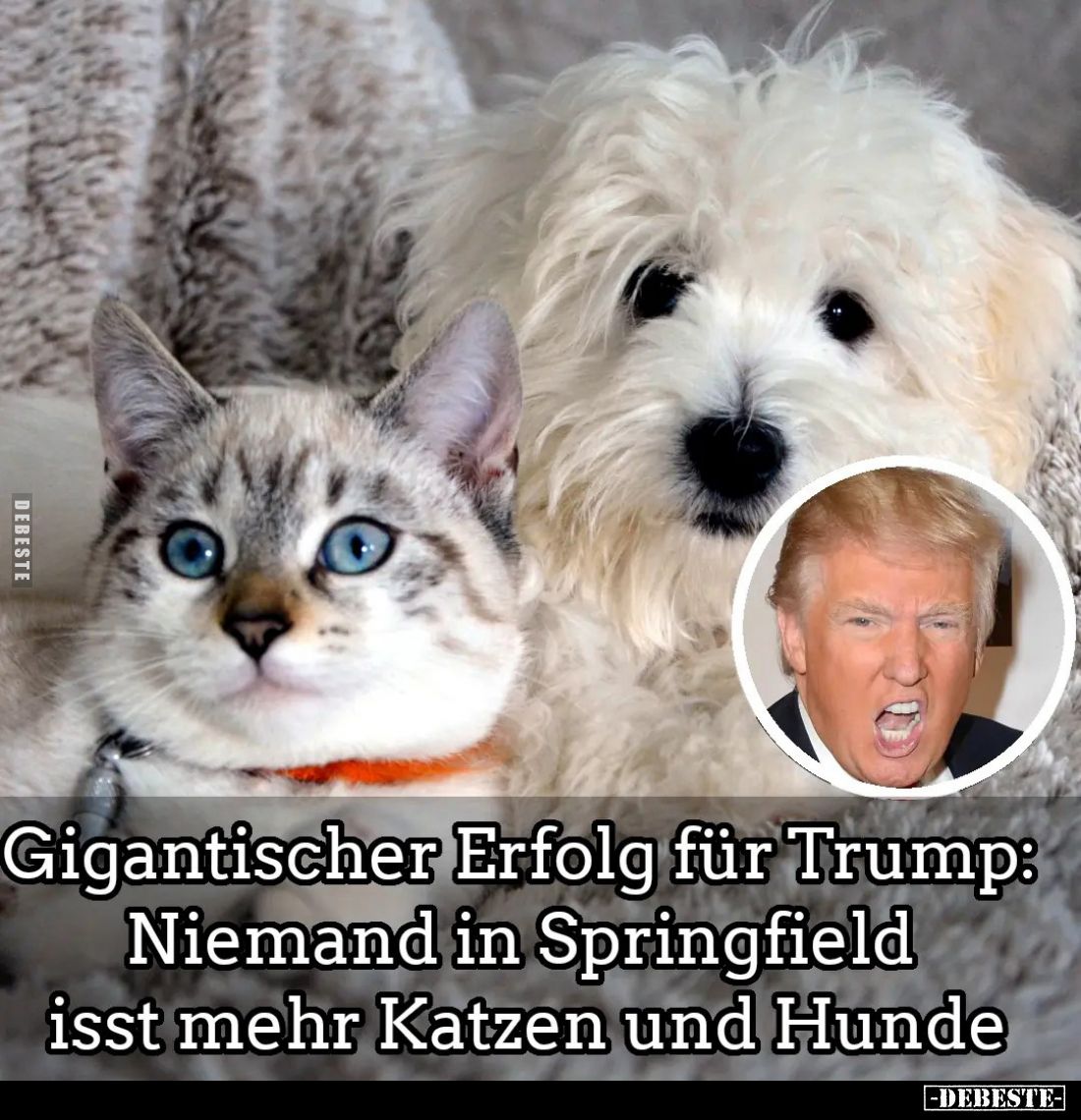 Gigantischer Erfolg für Trump: Niemand in Springfield isst mehr Katzen und Hunde.