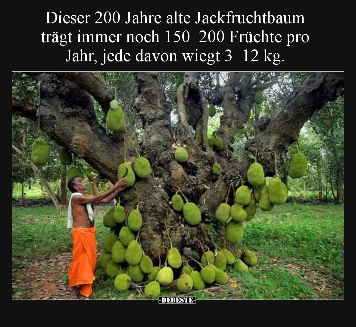 Dieser 200 Jahre alte Jackfruchtbaum trägt immer noch 150–200 Früchte pro Jahr, jede davon wiegt 3–12 kg.