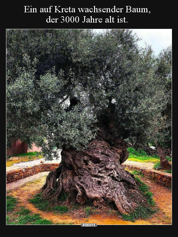 Ein auf Kreta wachsender Baum, der 3000 Jahre alt ist... - Lustige Bilder | DEBESTE.de