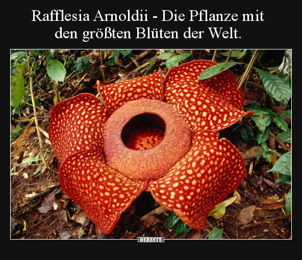 Rafflesia Arnoldii Die Pflanze Mit Den Grossten Bluten Debeste De