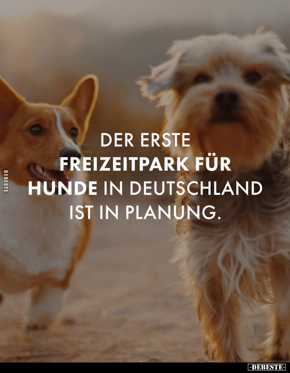 Der erste Freizeitpark für Hunde in Deutschland ist in Planung.