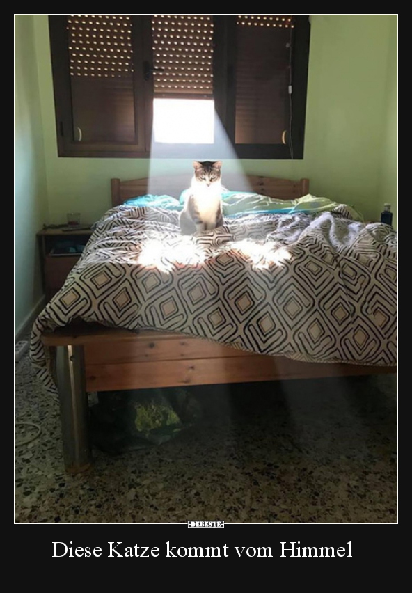 Diese Katze kommt vom Himmel..