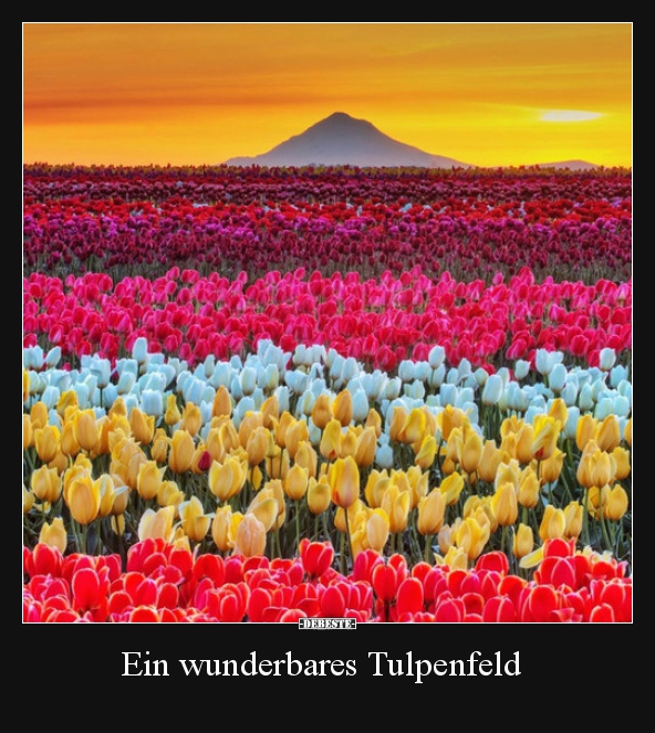 Ein wunderbares Tulpenfeld.. - Lustige Bilder | DEBESTE.de