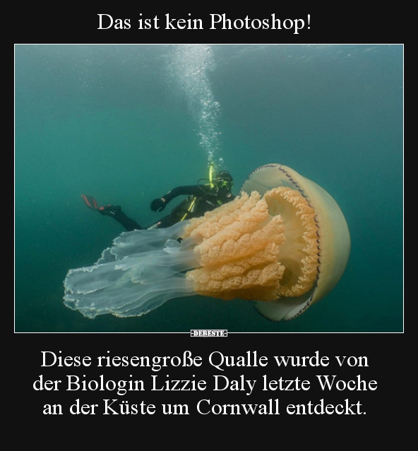 Das ist kein Photoshop! Diese riesengroße Qualle wurde von.. - Lustige Bilder | DEBESTE.de