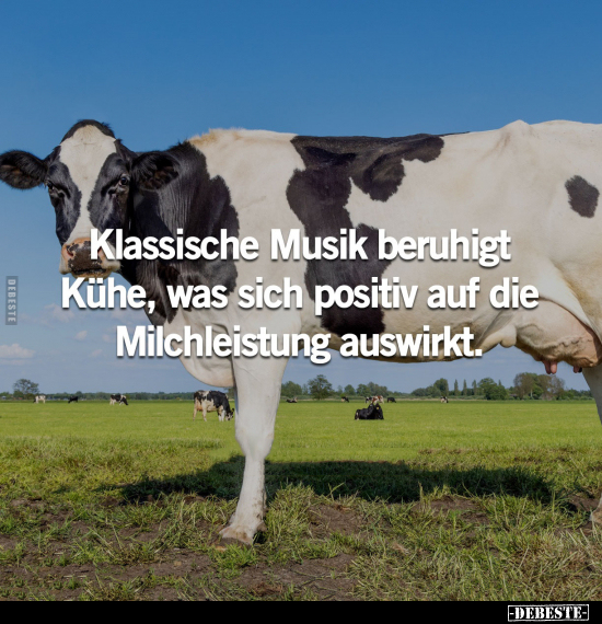 Klassische Musik beruhigt Kühe.. - Lustige Bilder | DEBESTE.de