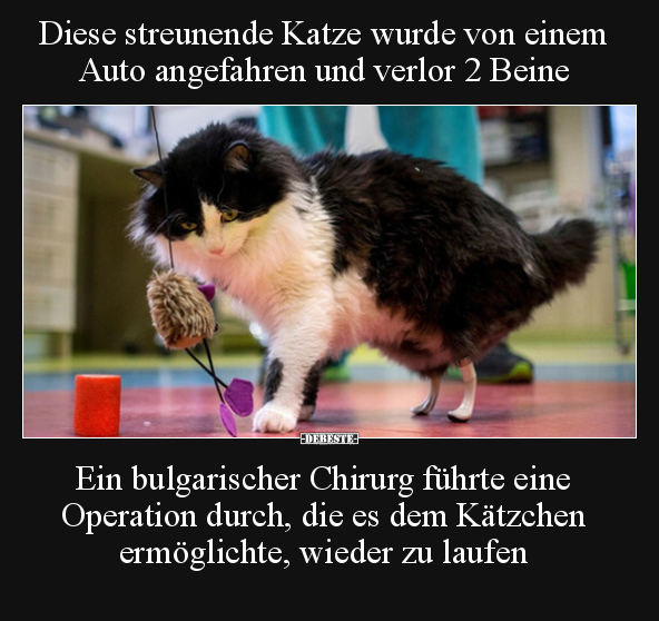 Diese streunende Katze wurde von einem Auto angefahren und.. - Lustige Bilder | DEBESTE.de