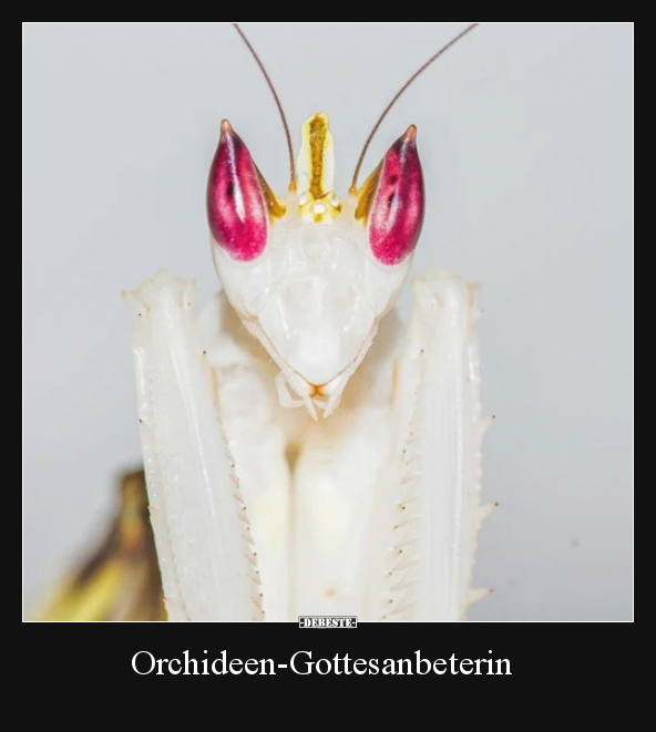 Orchideen-Gottesanbeterin.. - Lustige Bilder | DEBESTE.de