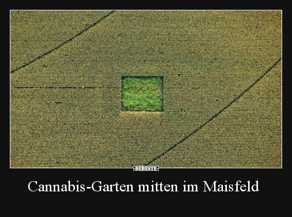 Cannabis-Garten mitten im Maisfeld..
