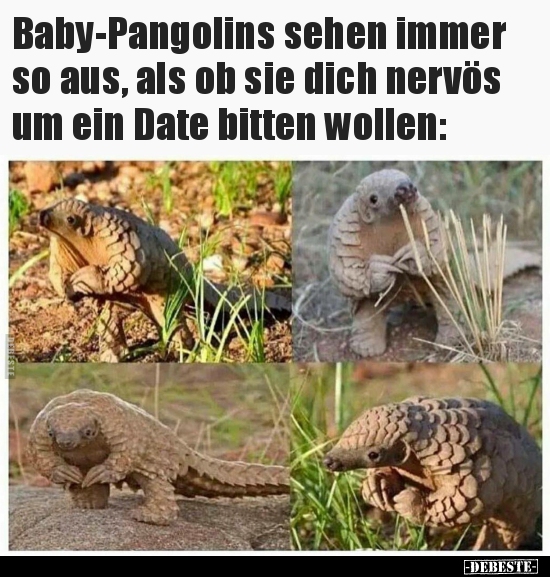 Baby-Pangolins sehen immer so aus, als ob sie dich nervös.. - Lustige Bilder | DEBESTE.de