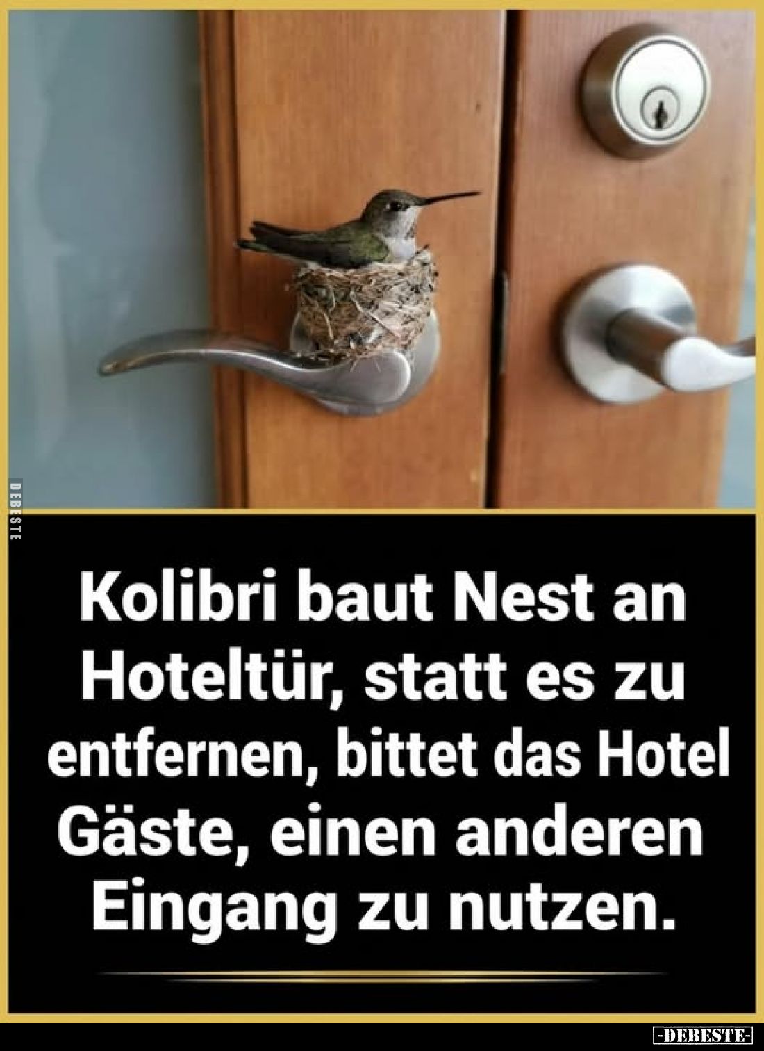 Kolibri baut Nest an Hoteltür, statt es zu entfernen, bittet das Hotel Gäste, einen anderen Eingang zu nutzen.