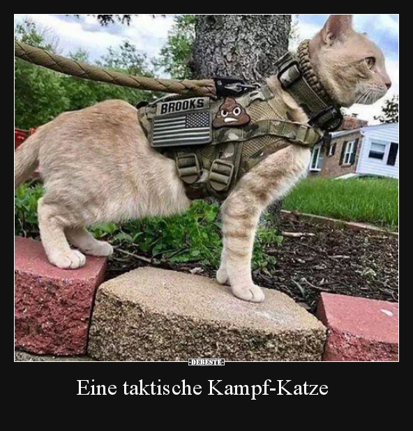 Eine taktische Kampf-Katze..