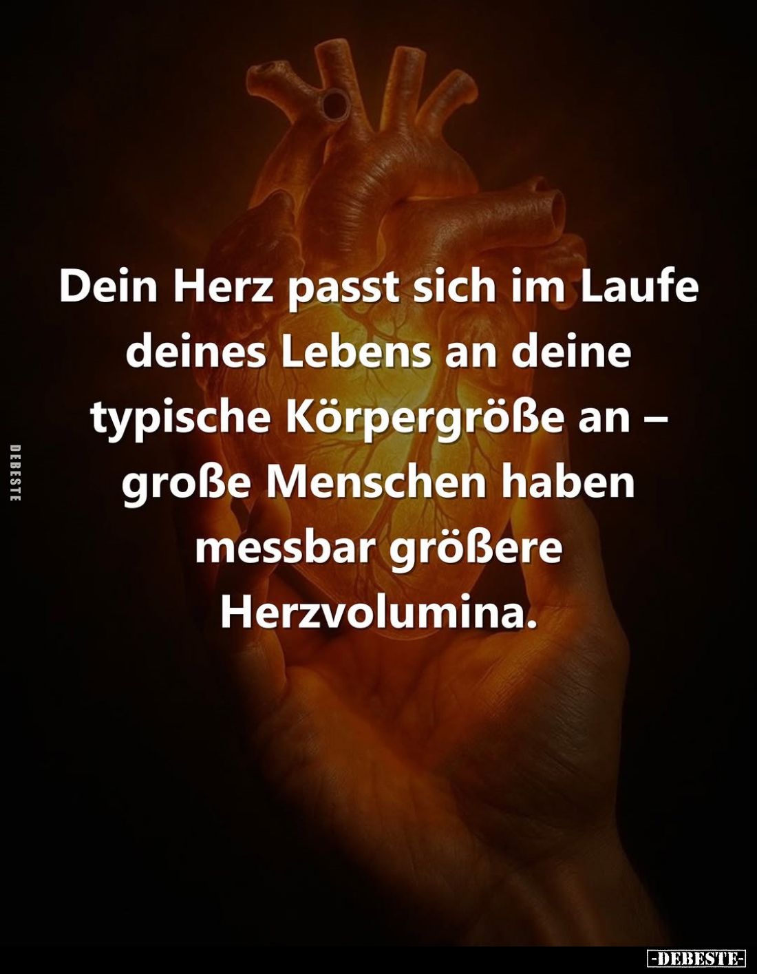 Dein Herz passt sich im Laufe deines Lebens an deine typische Körpergröße an – große Menschen haben messbar größere Herzvolum...