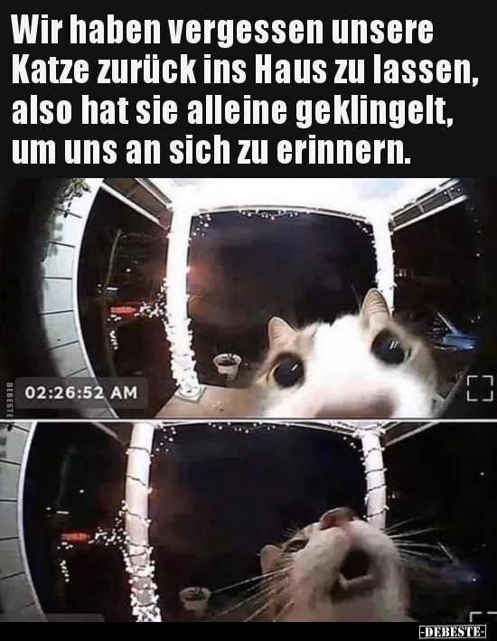 Wir haben vergessen unsere Katze zurück ins Haus zu lassen..