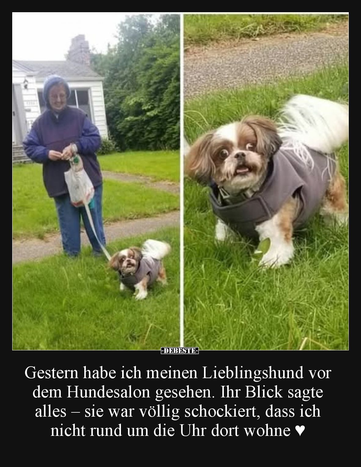 Gestern habe ich meinen Lieblingshund vor dem Hundesalon gesehen.
Ihr Blick sagte alles – sie war völlig schockiert, dass ic...