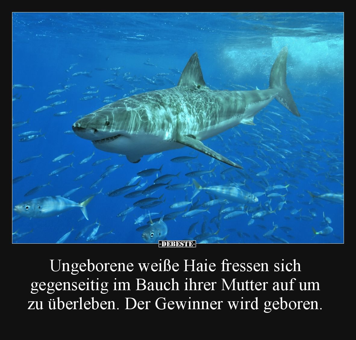 Ungeborene weiße Haie fressen sich gegenseitig im
Bauch ihrer Mutter auf um zu überleben.
Der Gewinner wird geboren.
