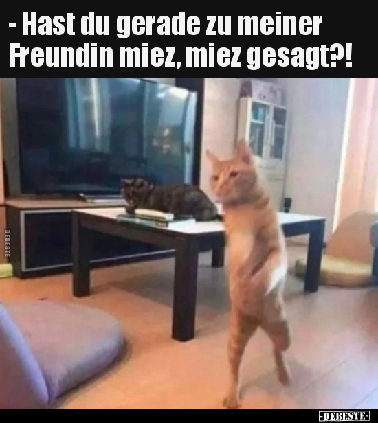 - Hast du gerade zu meiner Freundin miez, miez gesagt?!