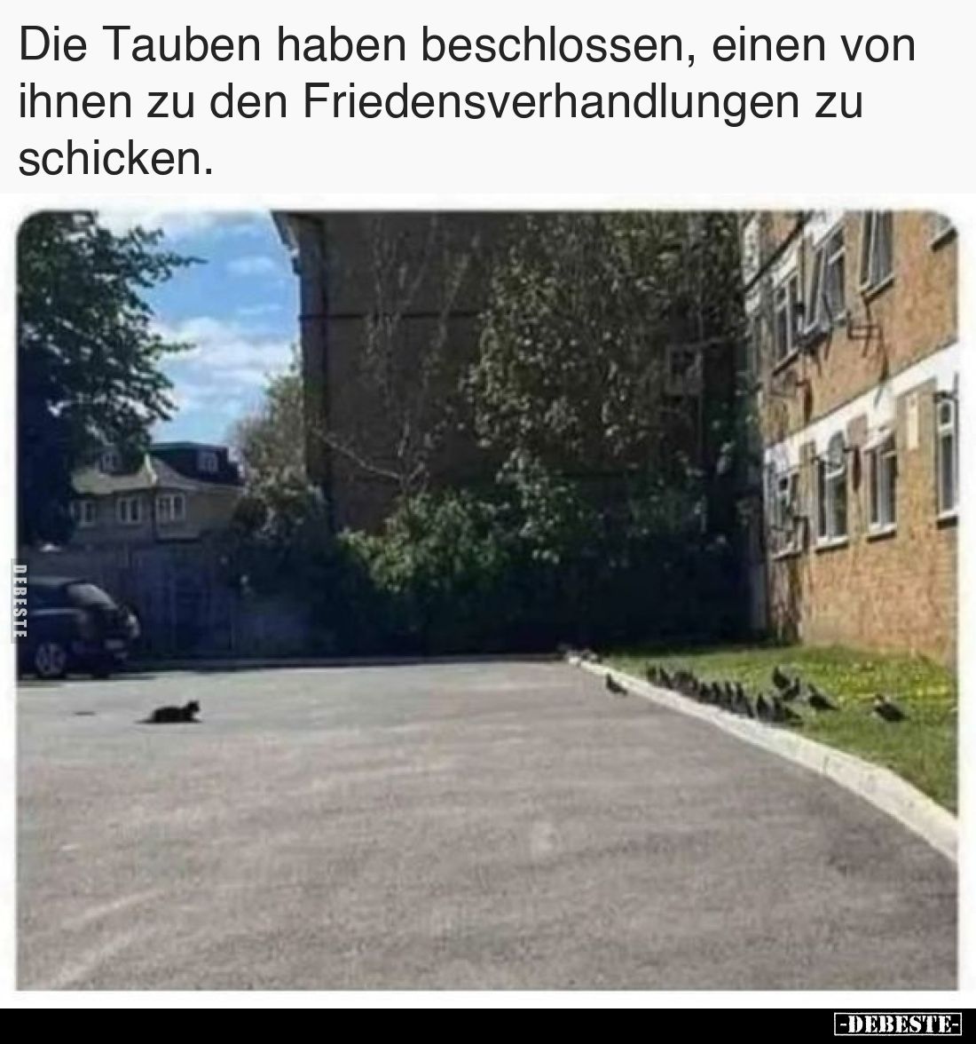 Die Tauben haben beschlossen, einen von ihnen zu den.. - Lustige Bilder | DEBESTE.de
