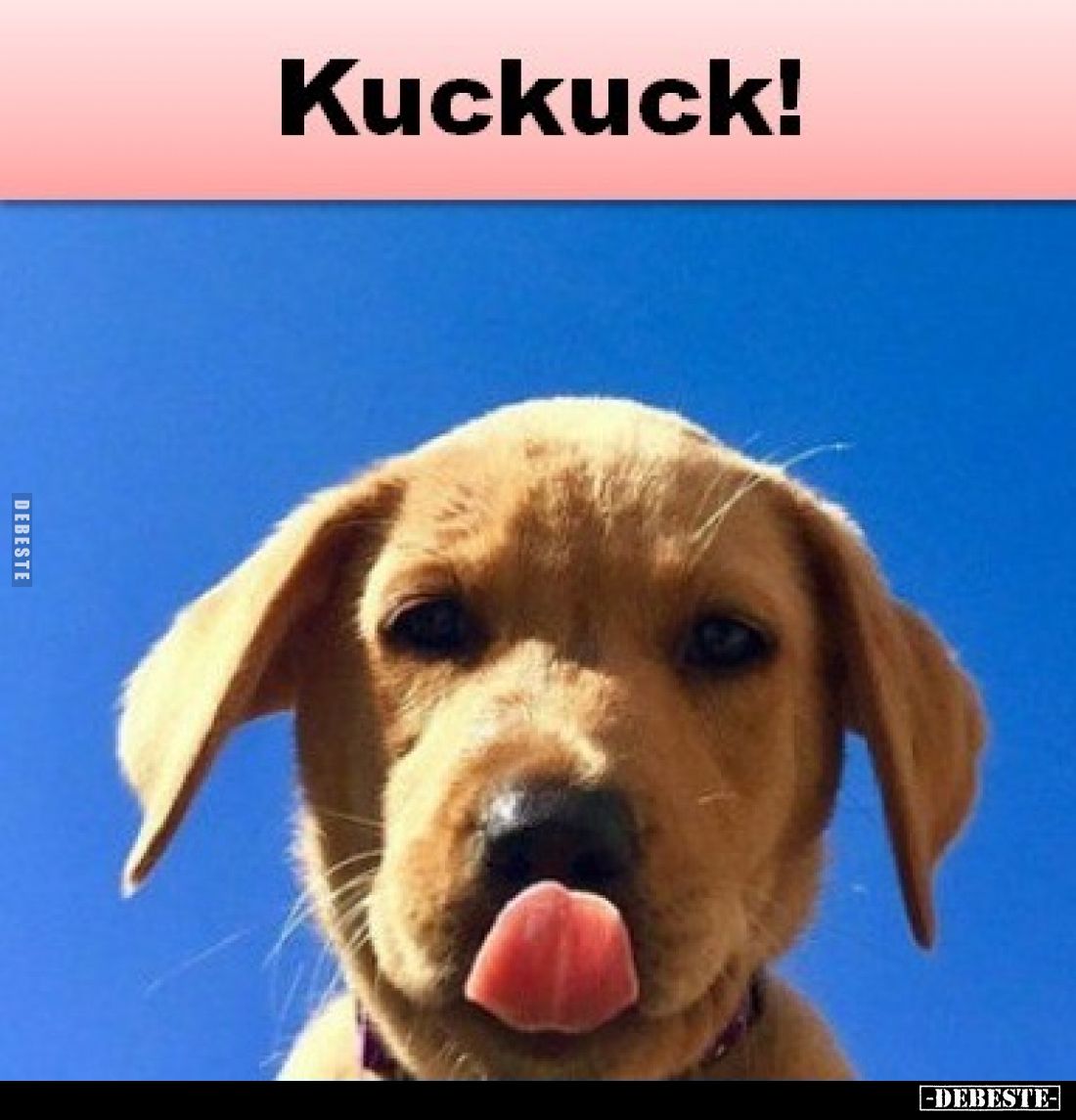 Kuckuck!.. - Lustige Bilder | DEBESTE.de