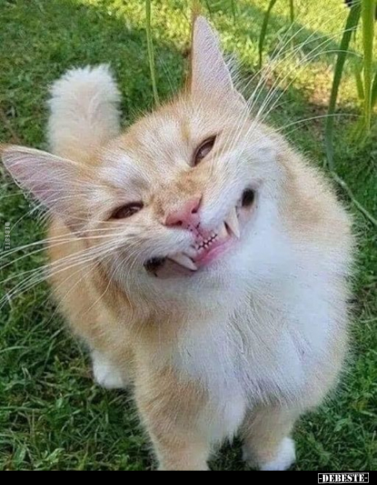  - Lustige Bilder | DEBESTE.de