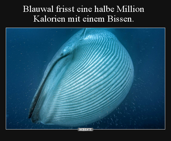 Blauwal frisst eine halbe Million Kalorien mit einem.. - Lustige Bilder | DEBESTE.de