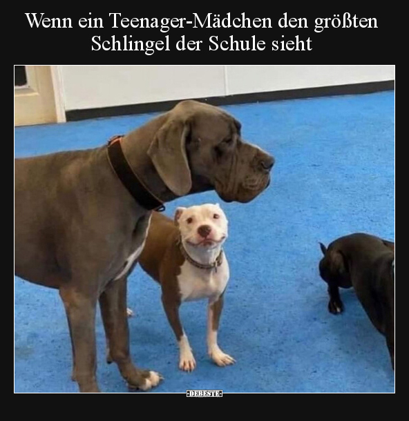 Wenn ein Teenager-Mädchen den größten Schlingel der Schule.. - Lustige Bilder | DEBESTE.de