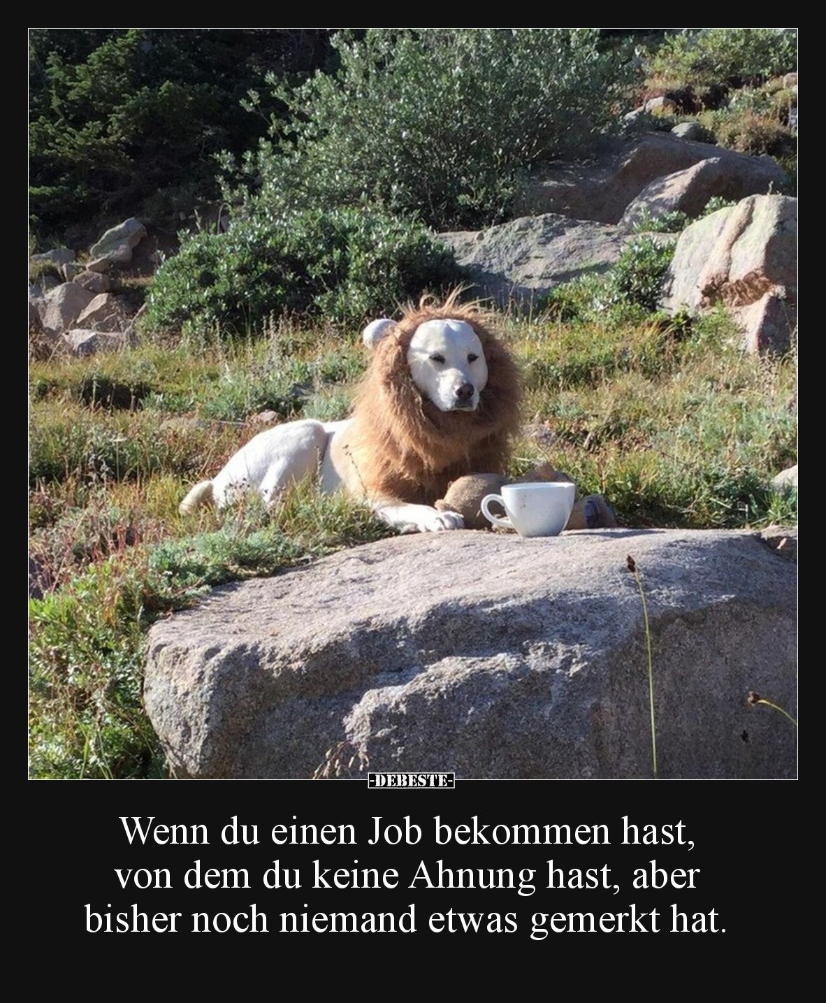 Wenn du einen Job bekommen hast, von dem du keine Ahnung hast, aber bisher noch niemand etwas gemerkt hat.