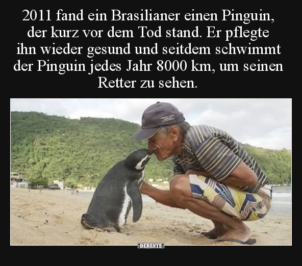 2011 fand ein Brasilianer einen Pinguin.. - Lustige Bilder | DEBESTE.de