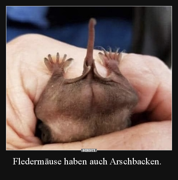 Fledermäuse haben auch Arschbacken... - Lustige Bilder | DEBESTE.de