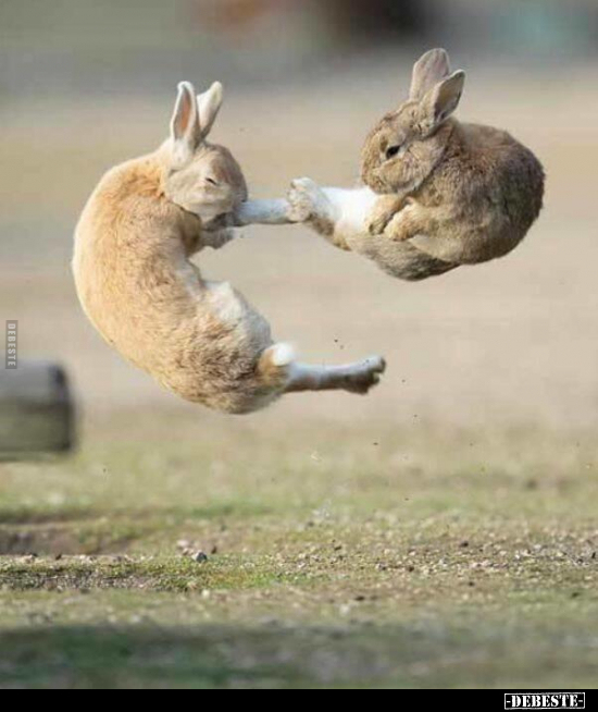  - Lustige Bilder | DEBESTE.de