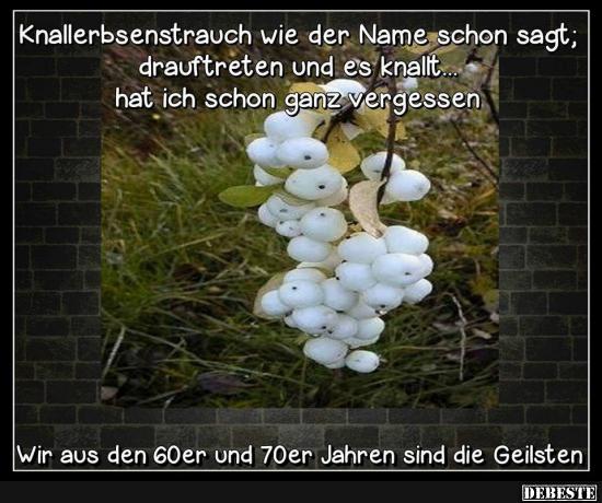 Knallerbsenstrauch wie der Name schon sagt.. - Lustige Bilder | DEBESTE.de