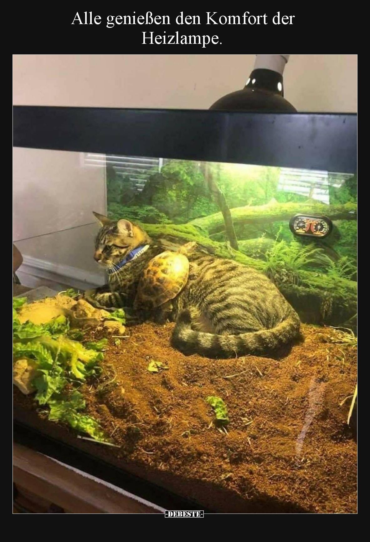 Alle genießen den Komfort der Heizlampe.