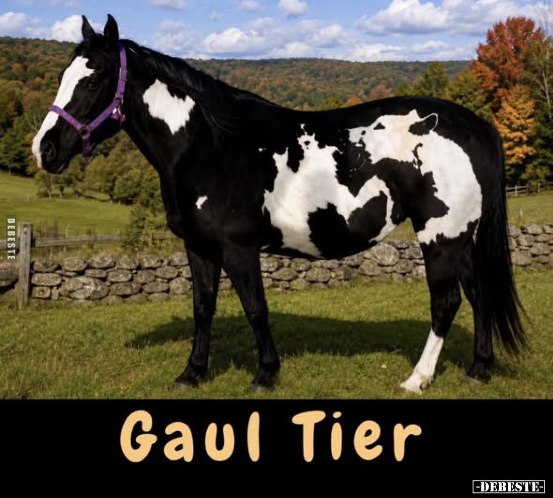 Gaul Tier