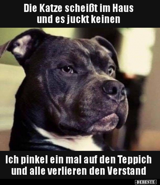 Die Katze scheißt im Haus und es juckt keinen...