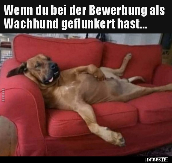 Wenn du bei der Bewerbung als Wachhund geflunkert.. - Lustige Bilder | DEBESTE.de