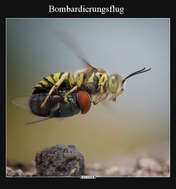 Bombardierungsflug.. - Lustige Bilder | DEBESTE.de