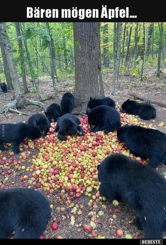 Bären mögen Äpfel... - Lustige Bilder | DEBESTE.de