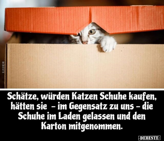 Schätze, würden Katzen Schuhe kaufen, hätten sie.. - Lustige Bilder | DEBESTE.de