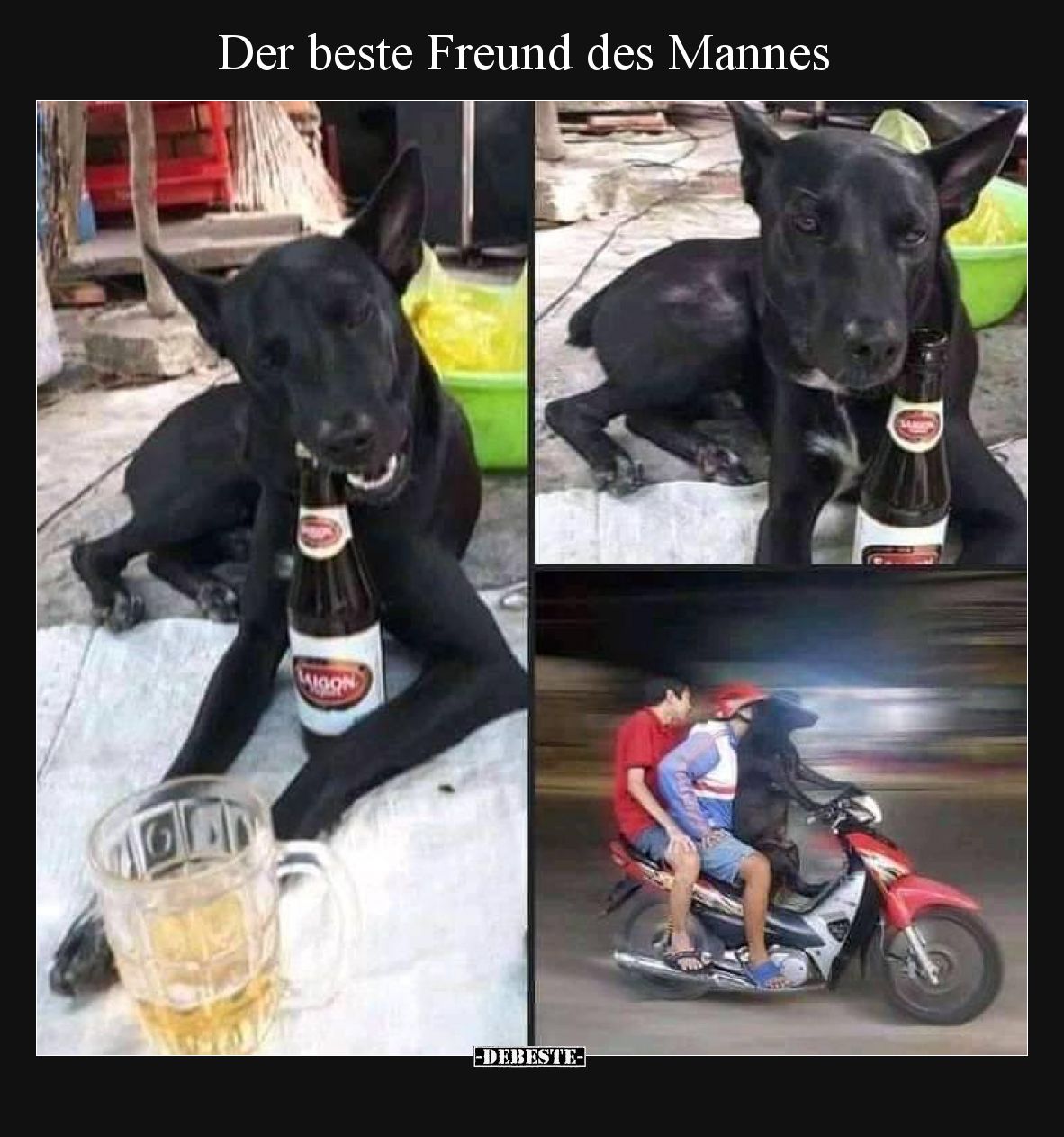 Der beste Freund des Mannes