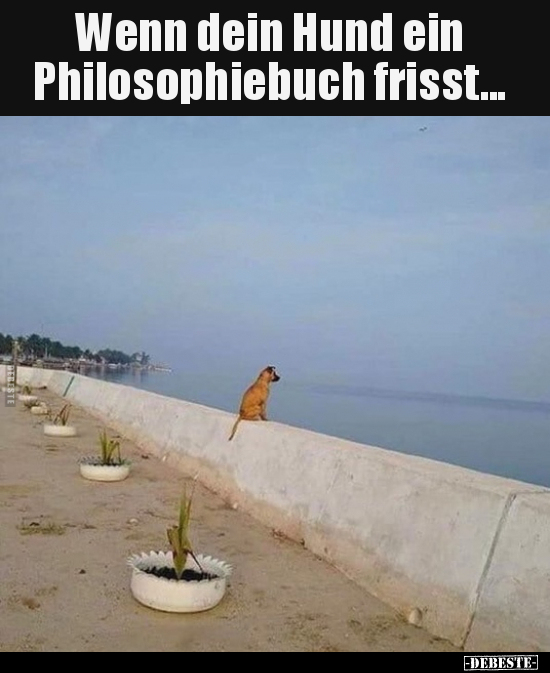 Wenn dein Hund ein Philosophiebuch frisst... - Lustige Bilder | DEBESTE.de
