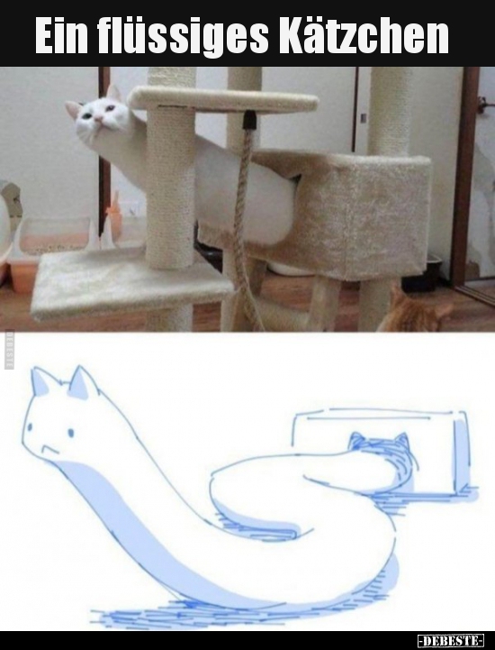 Ein flüssiges Kätzchen..