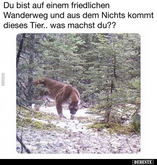 Du bist auf einem friedlichen Wanderweg und aus dem Nichts.. - Lustige Bilder | DEBESTE.de