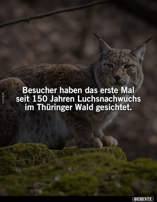 Besucher haben das erste Mal seit 150 Jahren Luchsnachwuchs.. - Lustige Bilder | DEBESTE.de