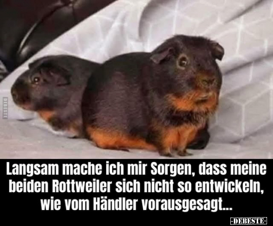 Langsam, Sorgen, Rottweiler