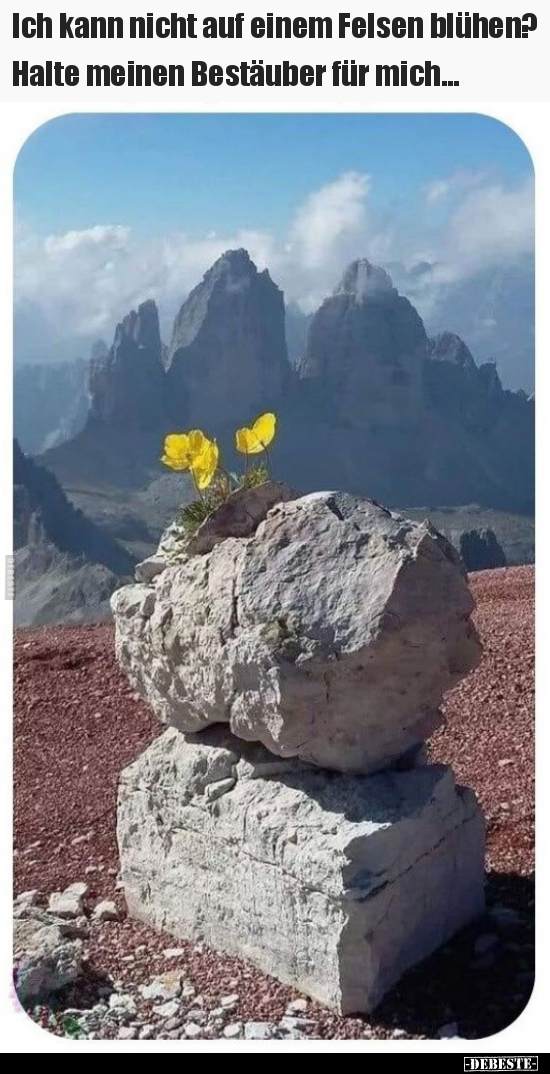 Ich kann nicht auf einem Felsen blühen?.. - Lustige Bilder | DEBESTE.de